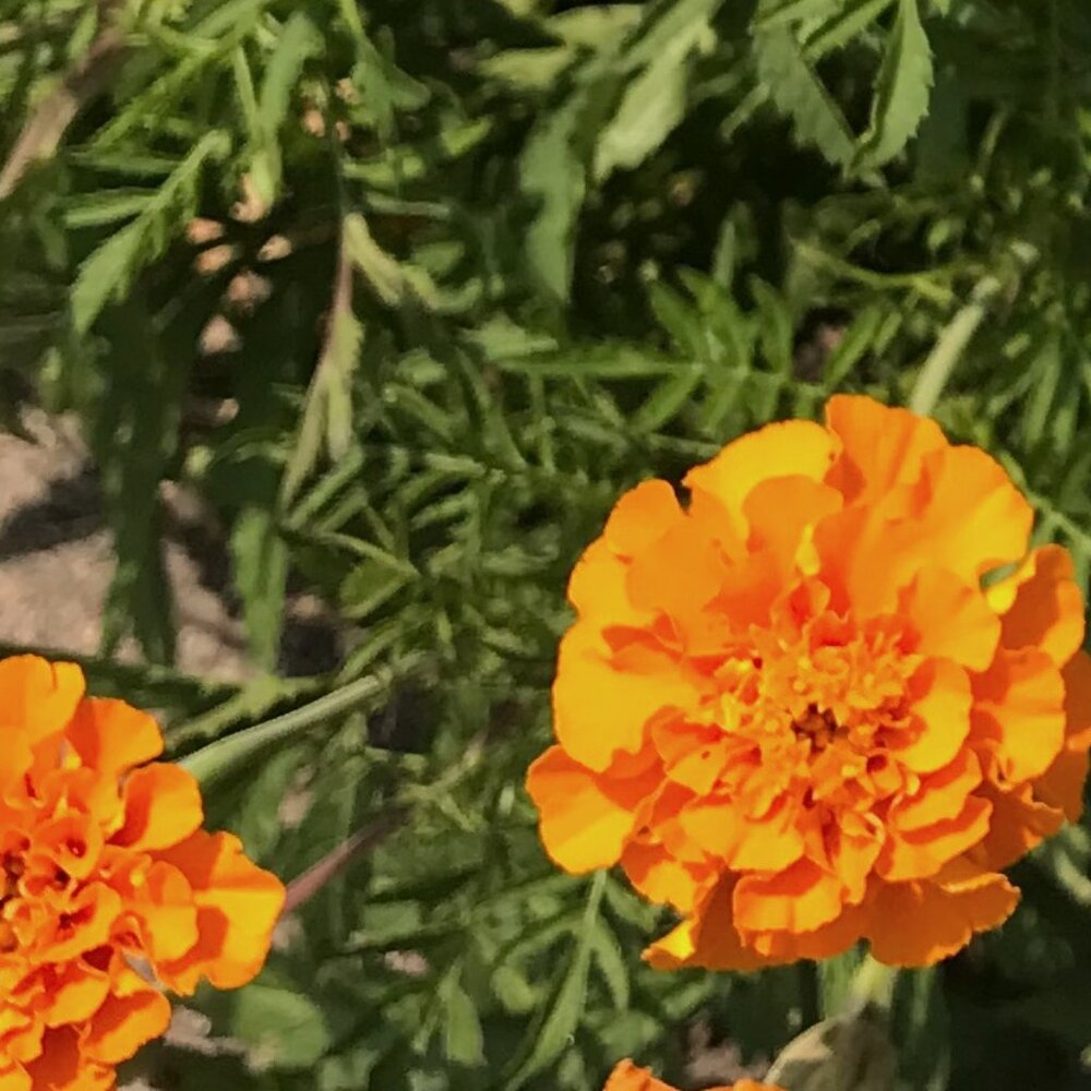 Marigold Seeds, Organically Grown for 20+ Years